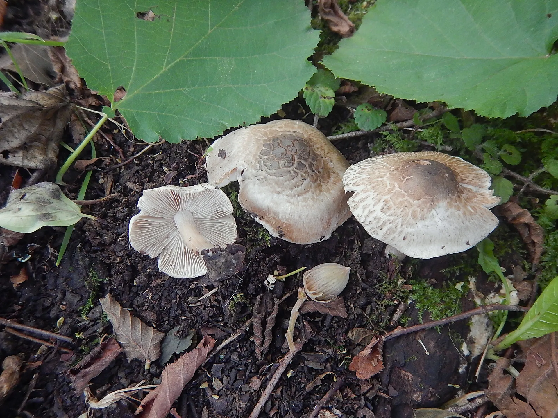 Inocybe corydalina, 24-10-05 (1)